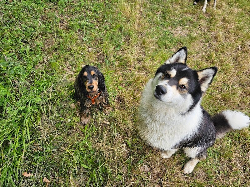 La Colo de Wouf — dogsitter à Revel