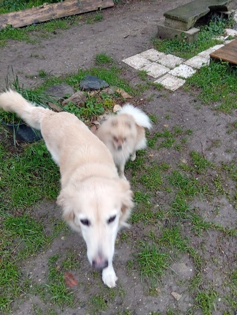 La colo des toutous — dogsitter à Nîmes