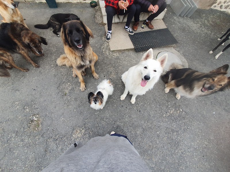 La Colo des Wouafs — dogsitter à Ernée