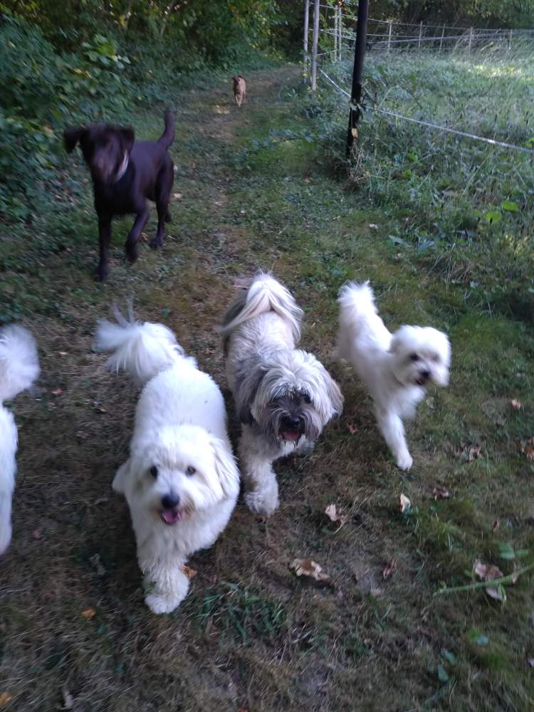 LA COLO - PENSION CHIENS CHATS TARN ET GARONNE — dogsitter à Montauban