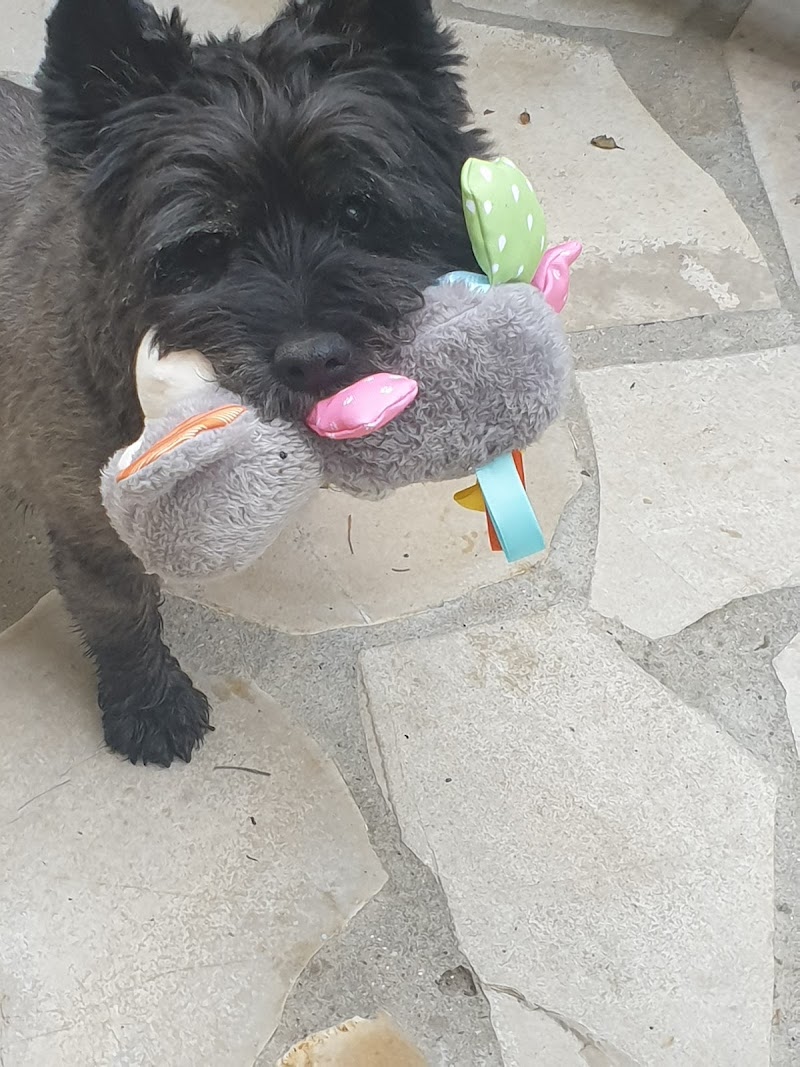 La colonie des pattes-patrouilleurs garde familiale et pension pour chiens — dogsitter à Cazouls-lès-Béziers