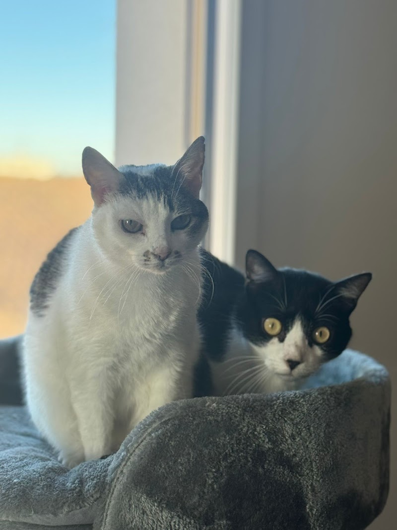 La Compagnie des Compagnons - Petsitter pour chat, chien et NAC à Reims — dogsitter à Reims