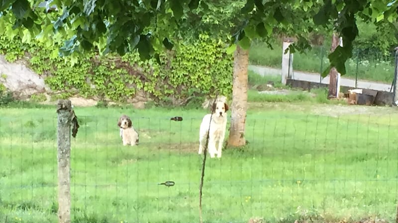 La Dog'Colo — dogsitter à Saint-Girons