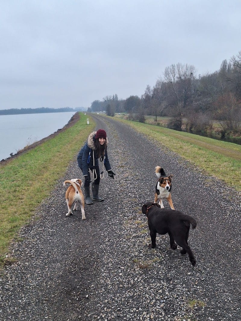 La Félicité des 4 Pattes — dogsitter à Strasbourg