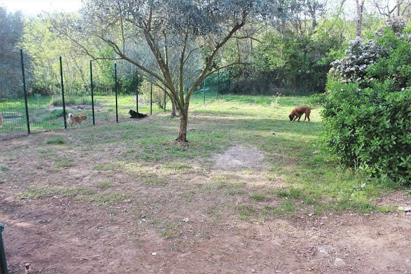 La garrigue des toutous - Pension canine dans l'Hérault (34) — dogsitter à Lodève