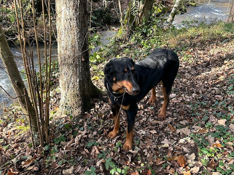 La Grange D'Hollybug — dogsitter à Feurs