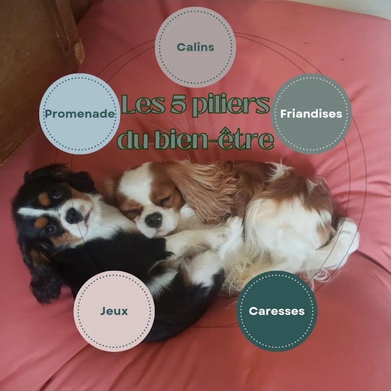 La maison de Shoupi — dogsitter à Lormont