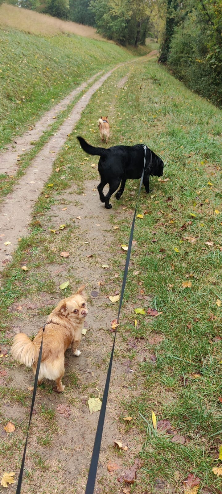 La Maison des Chiens — dogsitter à Miramont-de-Guyenne