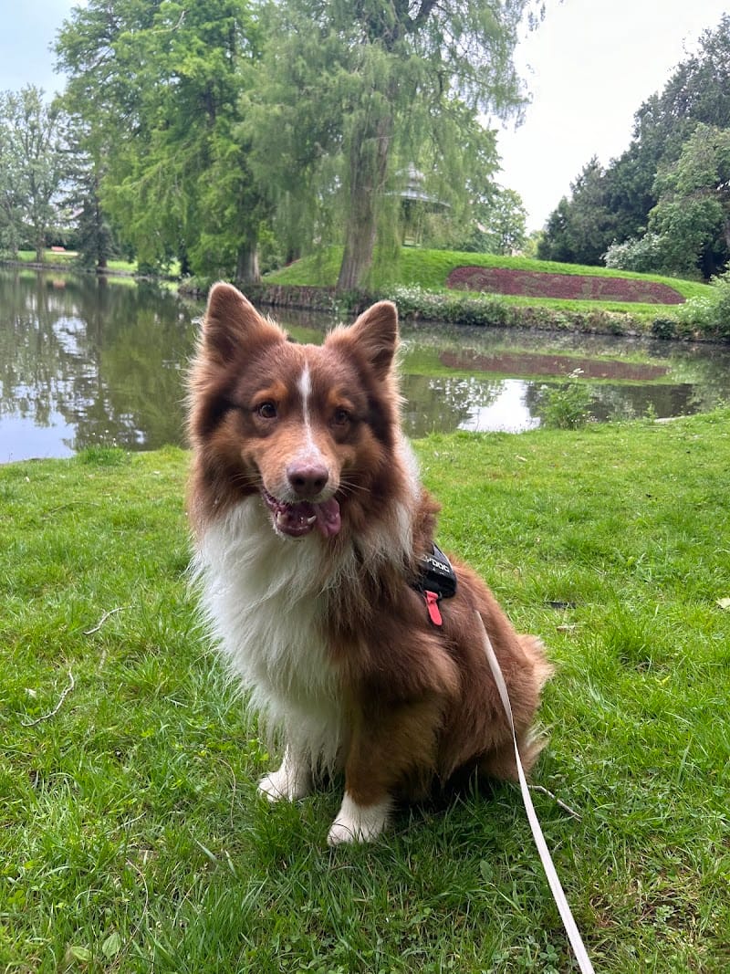 La Maison Koala — dogsitter à Vitré