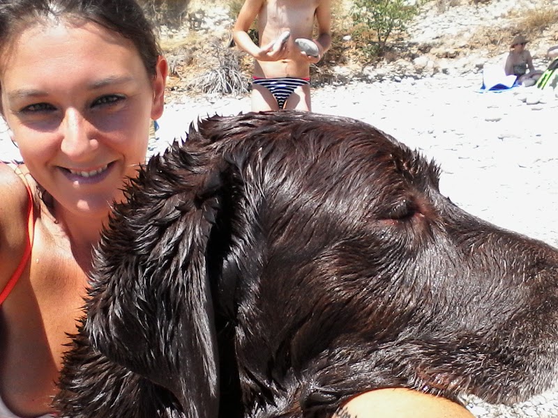 La patte dans la main — dogsitter à Draguignan