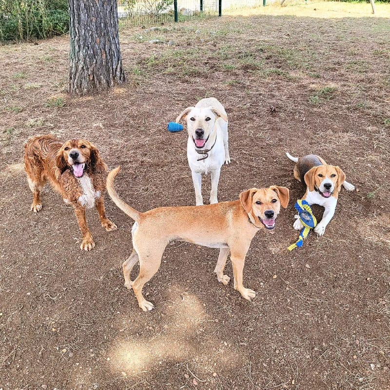 La Pattounerie - Pension canine & Garde d'animaux à domicile — dogsitter à Montpellier
