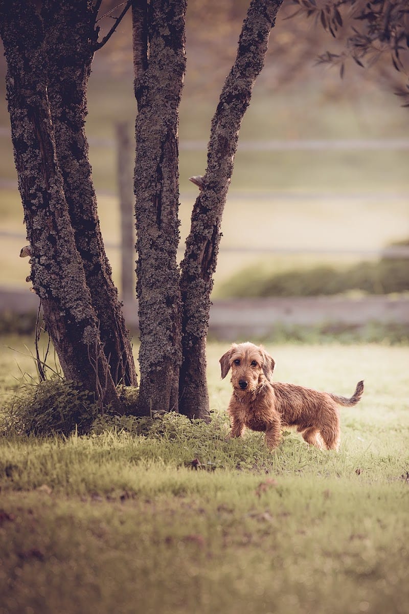 LA PENSION CANINE DE JULIE — dogsitter à Barbezieux-Saint-Hilaire