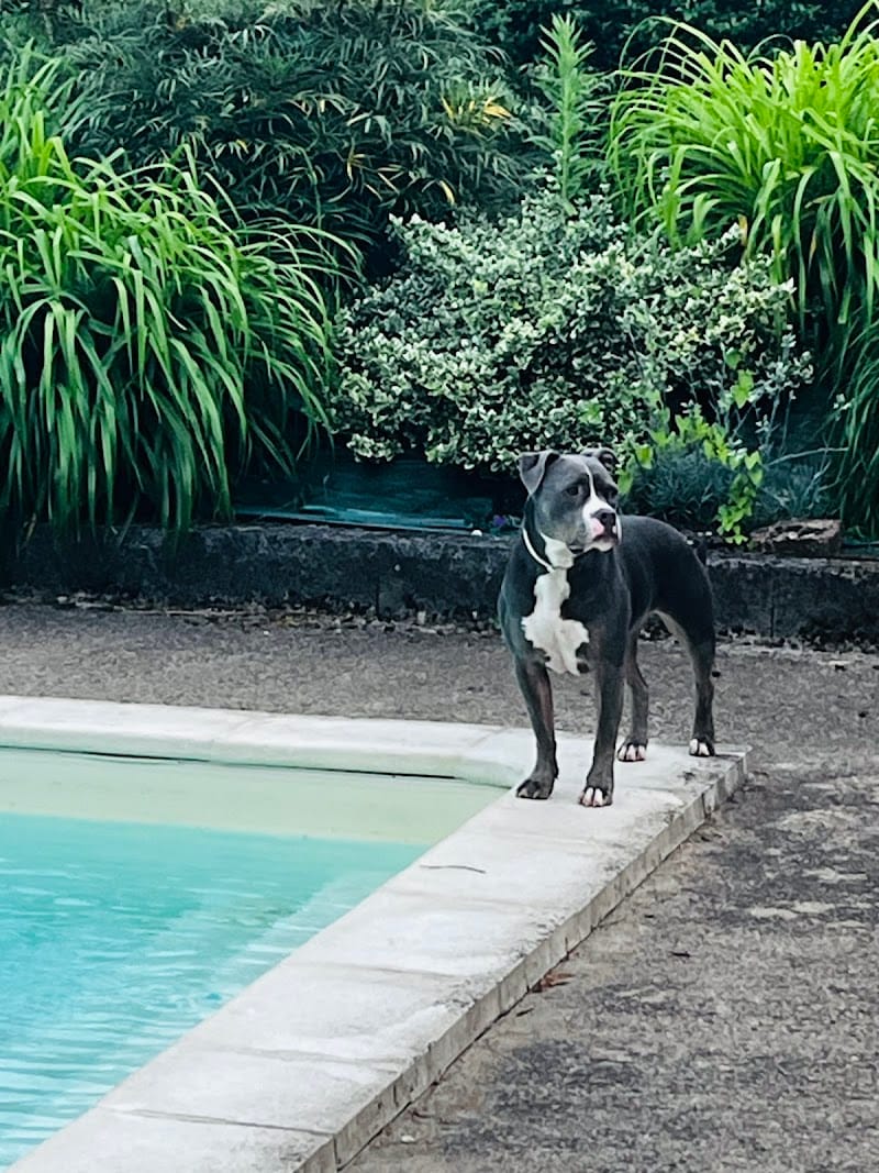 La Pension de l'Olivier — dogsitter à Mâcon