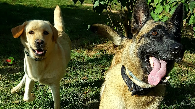 La pension de Sirius - Pension canine à Moissac — dogsitter à Castelsarrasin