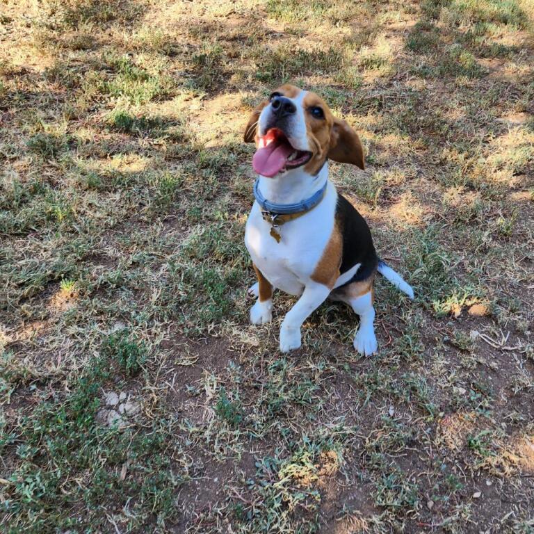 La pension du prato — dogsitter à Carpentras