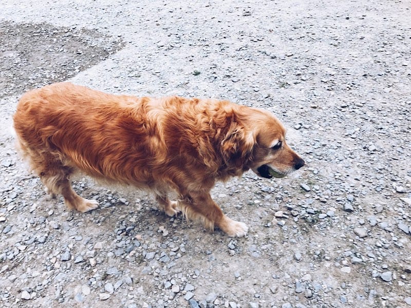 La Peschelliere - Pension Canine et Féline — dogsitter à Domfront en Poiraie