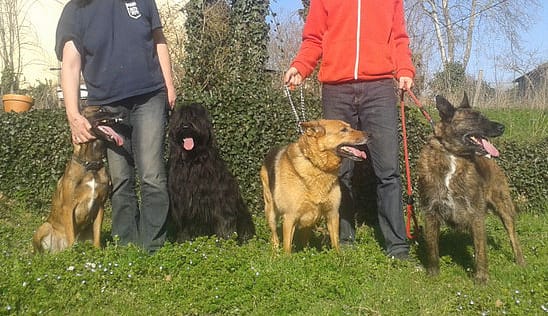 La-Roca-de-Hada — dogsitter à Saint-Gaudens