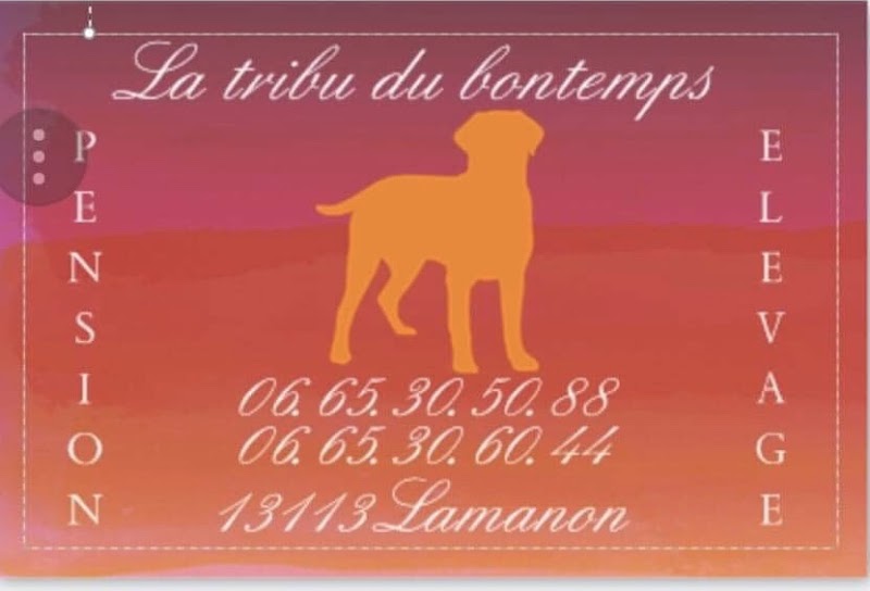 La tribu du bontemps pension élevage canin — dogsitter à Salon-de-Provence