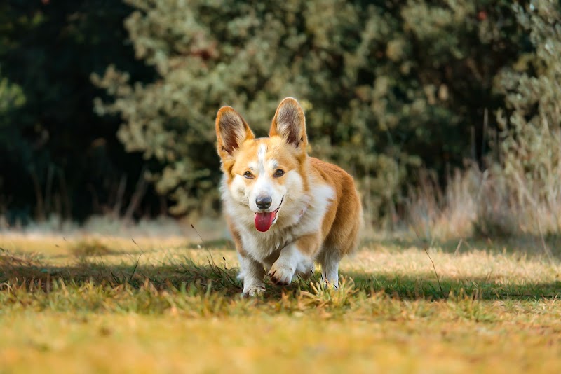 La Zone Canine : Pension Canine - Éducation - Loisirs — dogsitter à Cavaillon
