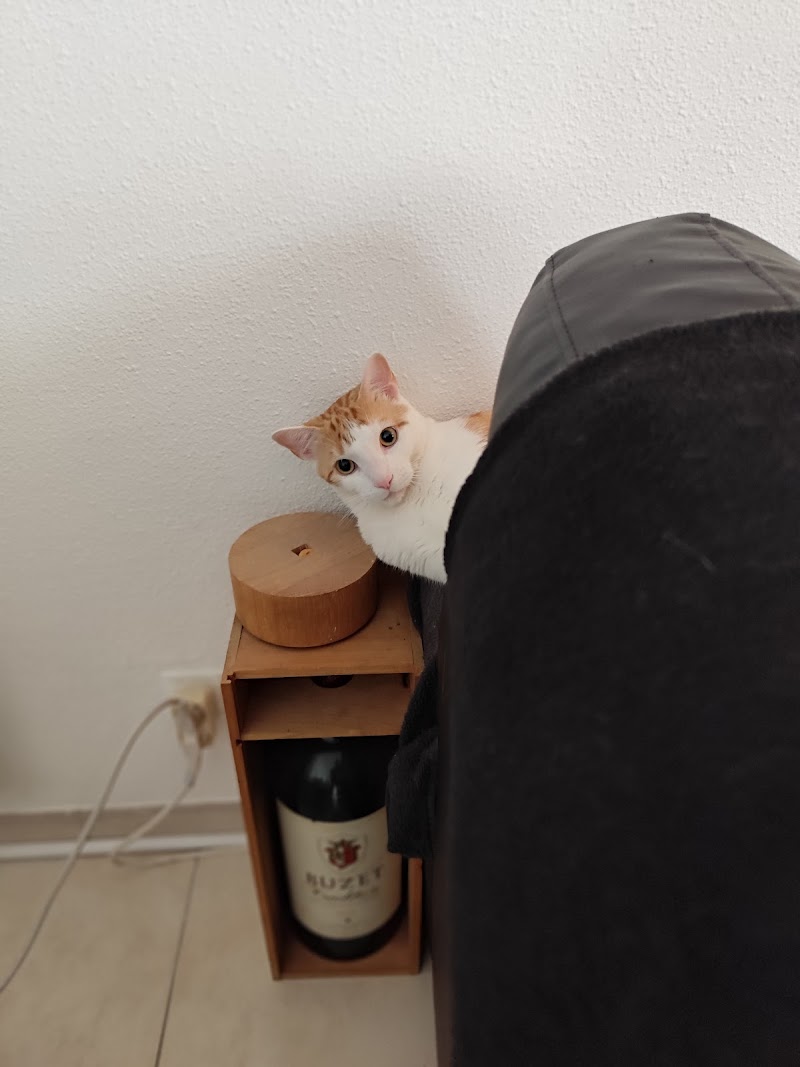 Lagard'ienne pétillante — dogsitter à Grenade