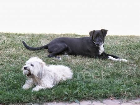 le bois de pignes — dogsitter à Montauban