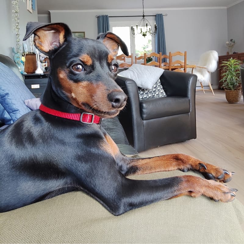 Le Cavalier Rennais — dogsitter à Rennes