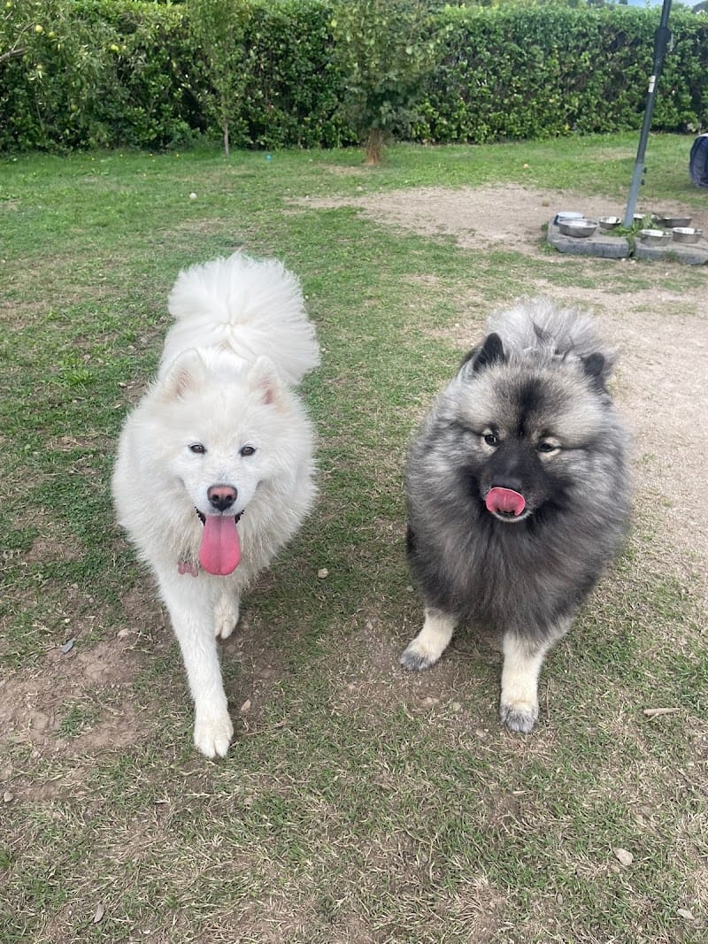 Le Cocon des Chiens — dogsitter à Saint-Étienne