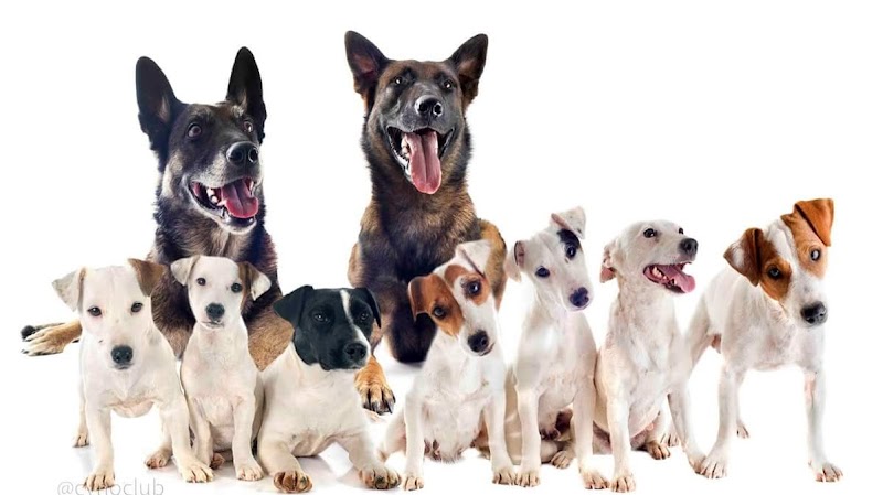 Le Domaine d'Utah — dogsitter à Nîmes