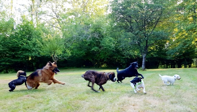 Le Domaine de Fides - Pension familiale pour chien 78 — dogsitter à Les Mureaux