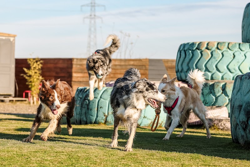 Le Doogo Club — dogsitter à Colmar