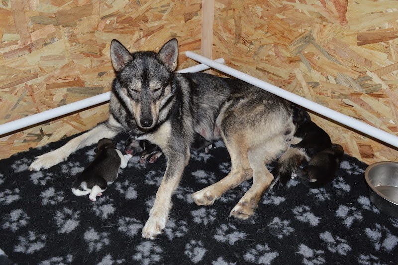 le monde des husky — dogsitter à Lyon