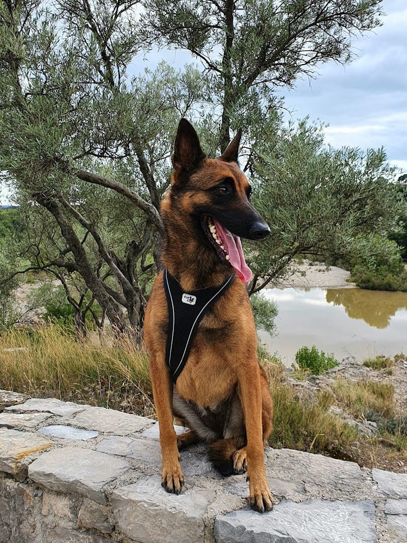 Le monde du chien — dogsitter à Juvignac