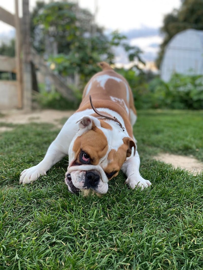 Le Pôle Canin de Laurie — dogsitter à Guérande