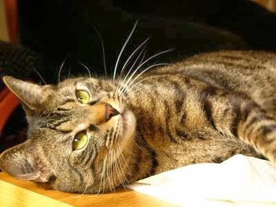 Le Royaume des Chats — dogsitter à Juvignac