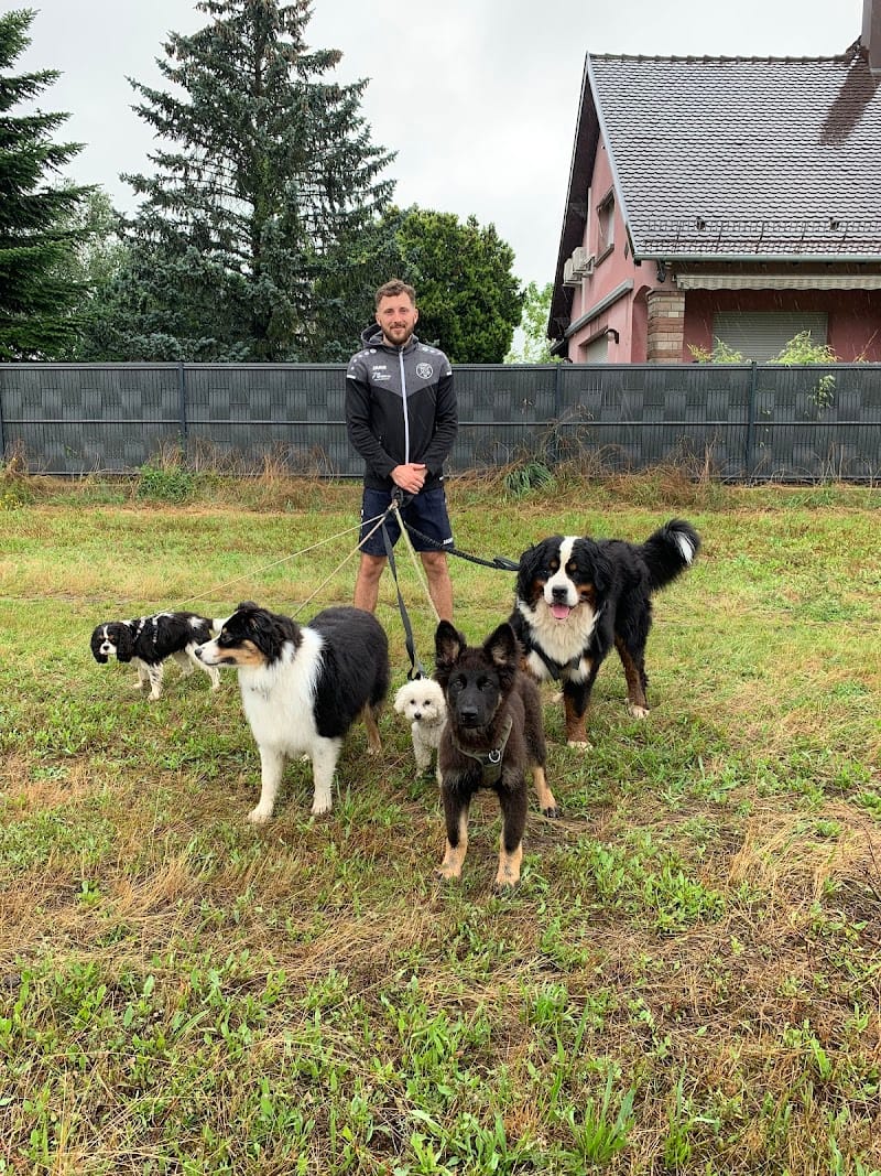 Le tête à truffe — dogsitter à Haguenau