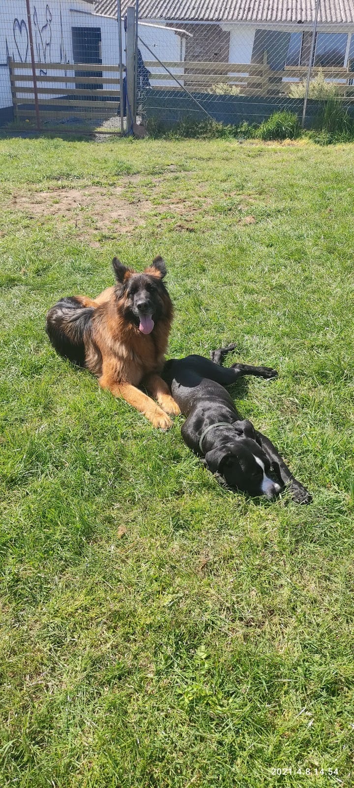 Le Vigneau — dogsitter à Sèvremoine