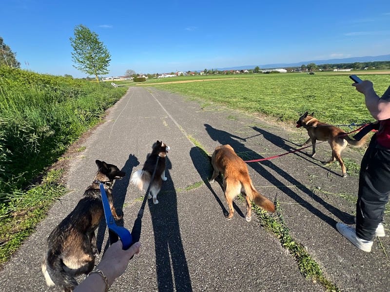 Les Amis de Mala — dogsitter à Bischwiller