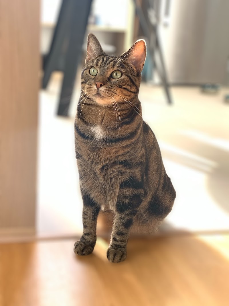 Les Amis de Pollen — dogsitter à Avignon