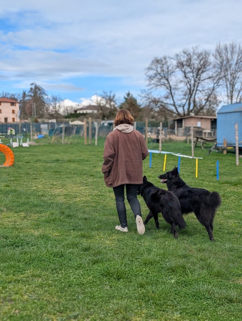 Les Canidés du Lyonnais