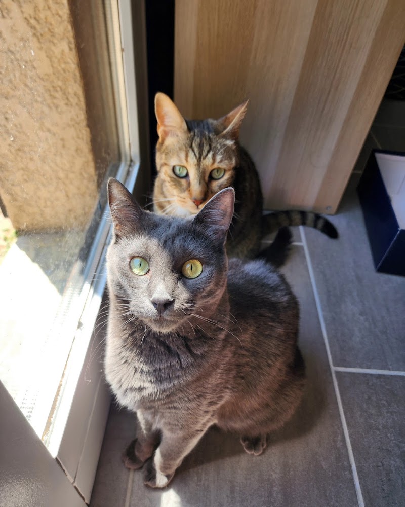 Les cat's fantastiques and Co — dogsitter à Villefranche-sur-Saône