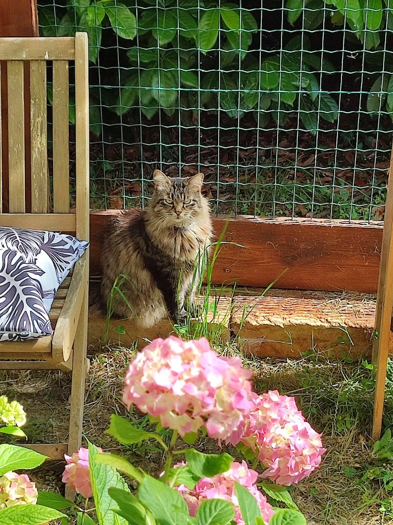 Les Chats de la Forêt — dogsitter à Saint-Savin