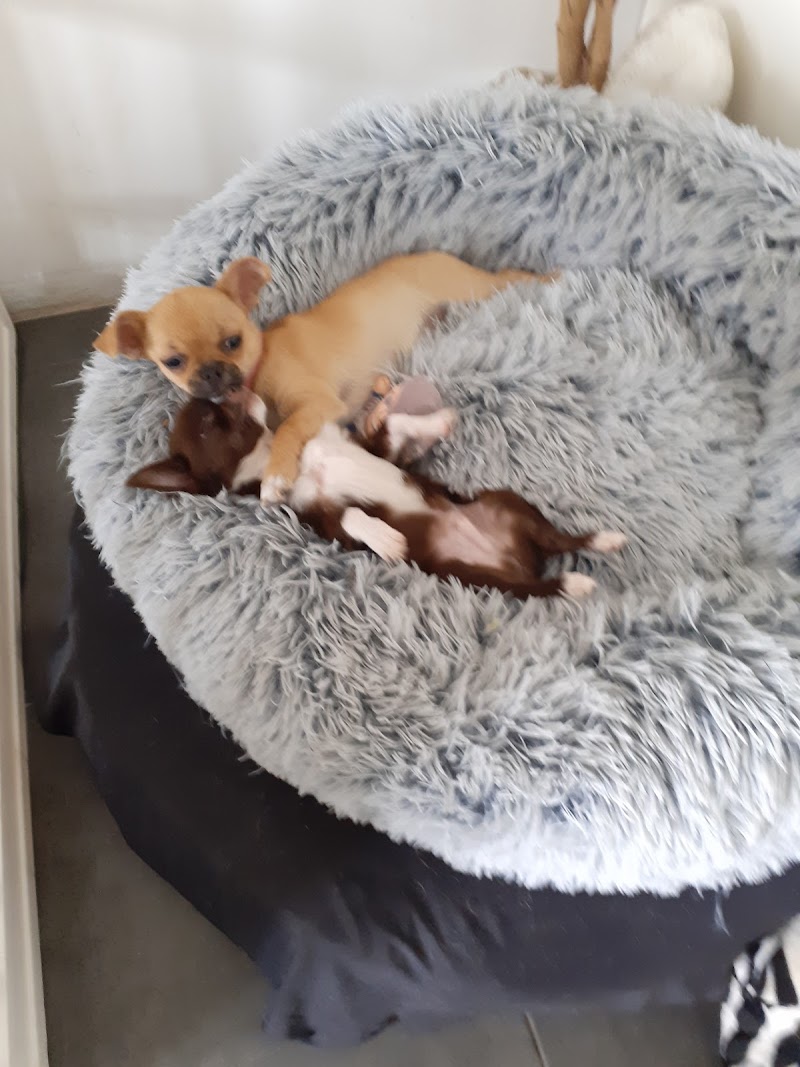 Les Chihuahuas du jardin de vivelle — dogsitter à Vallons-de-l'Erdre