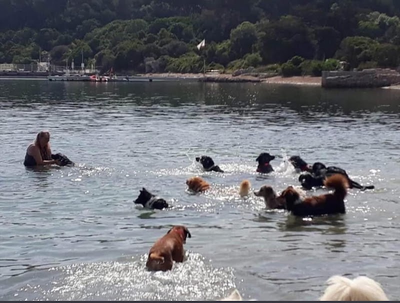 Les copains d'Elsa and Co — dogsitter à Fréjus