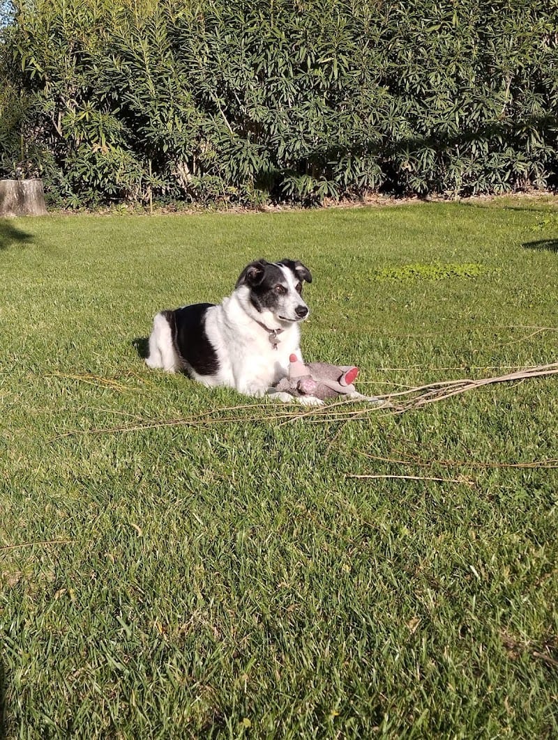 Les coussinets en éventail — dogsitter à Salon-de-Provence