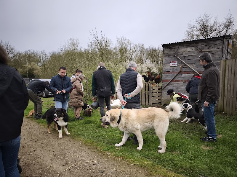 Les Forêts d'Opale — dogsitter à Angers