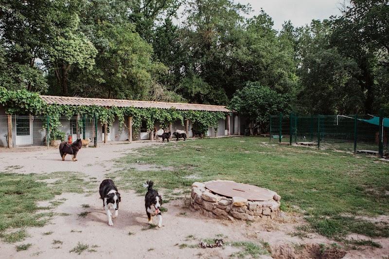 Les Fripouilles du Rocher — dogsitter à Roquebrune-sur-Argens