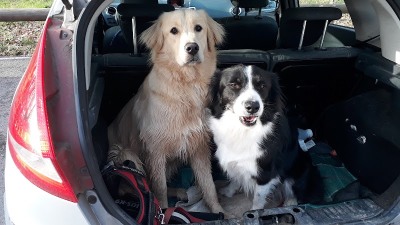 Les Miawoufs — dogsitter à Castanet-Tolosan