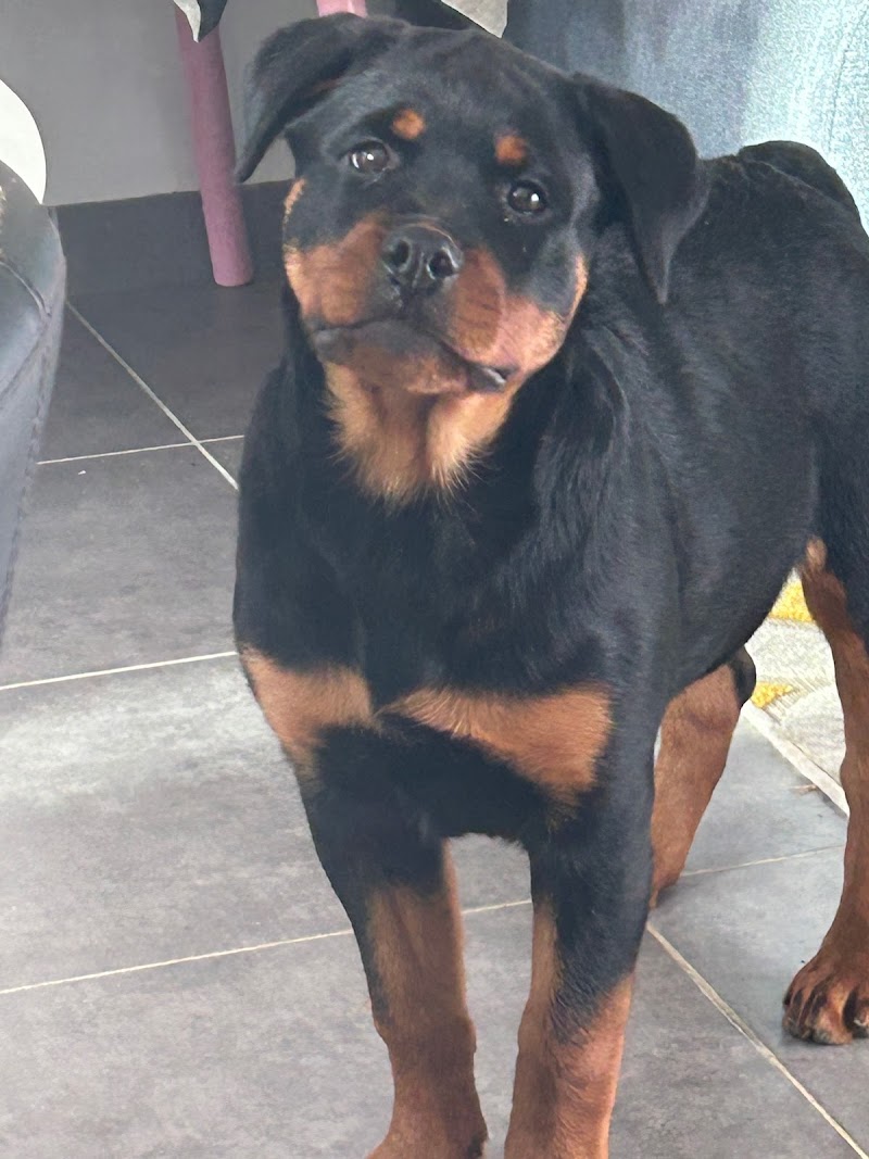 Les molosses guerrier d’aton — dogsitter à Roussillon