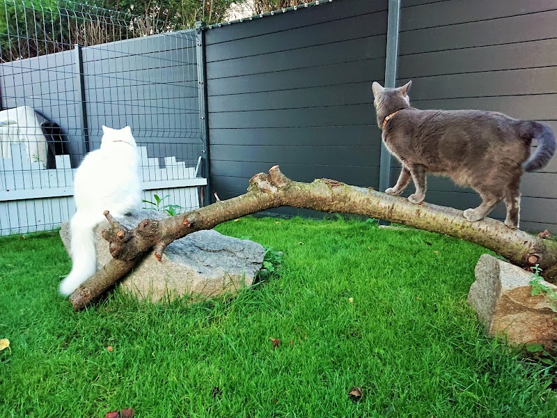 Les P'tits Pattons — dogsitter à Strasbourg