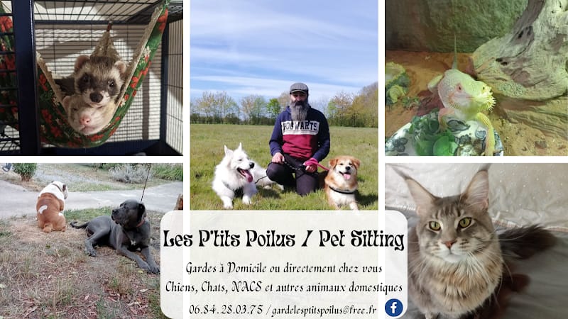 Les P'tits Poilus / Pet Sitting — dogsitter à Segré-en-Anjou Bleu